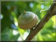 oak tree acorn nut