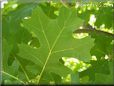 oak tree leaf
