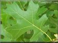 oak tree leaf