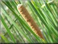 cattail