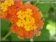 orange lantana flower