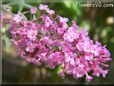 pink lilac flower