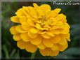 yellow zinnia flower