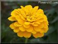 yellow zinnia flower