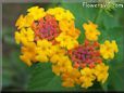 orange lantana flower
