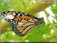 monarch butterfly