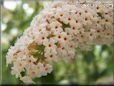 white lilac flower