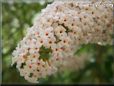 white lilac flower