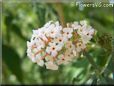 white lilac flower