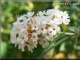 white lilac flower