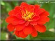 red zinnia flower