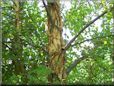 birch tree