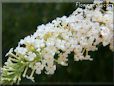 white lilac flower