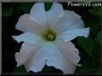 white petunia flower