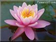 pink waterlily flower