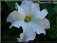 white petunia flower