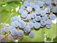 blue grapes