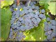 blue grapes