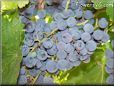 blue grapes