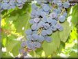 blue grapes