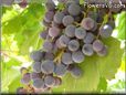 purple grapes