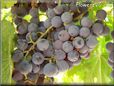 purple grapes
