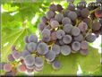 purple grapes