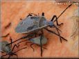 squash bug