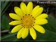 yellow gazania flower