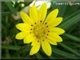 yellow gazania flower