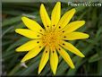 yellow gazania flower