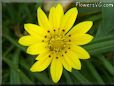 yellow gazania flower