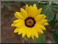 yellow african daisy flower