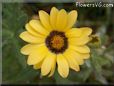 yellow african daisy flower