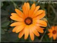orange african daisy flower