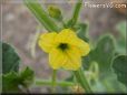 cucumber blossom flower
