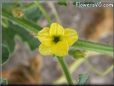 cucumber blossom flower