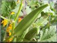 medium okra
