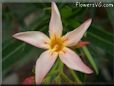 oleander flower