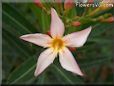 oleander flower