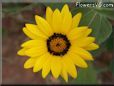 yellow african daisy flower