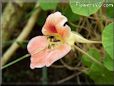 pink nasturtium flower