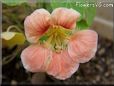 pink nasturtium flower