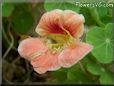 pink nasturtium flower