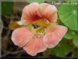 pink nasturtium flower