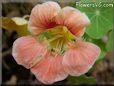 pink nasturtium flower