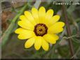 yellow african daisy flower