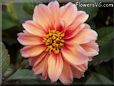 red pink dahlia flower