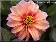 red pink dahlia flower