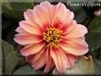 red pink dahlia flower